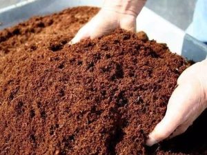 peluang usaha cocopeat