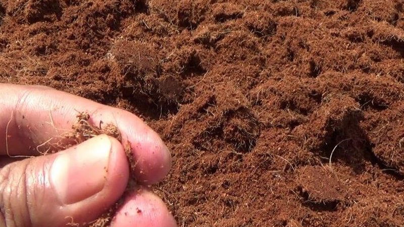 peluang usaha cocopeat