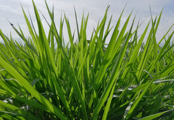 Cara Meningkatkan Kualitas Rumput Odot