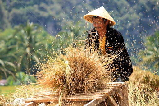 Solusi Panen Padi untuk UMKM