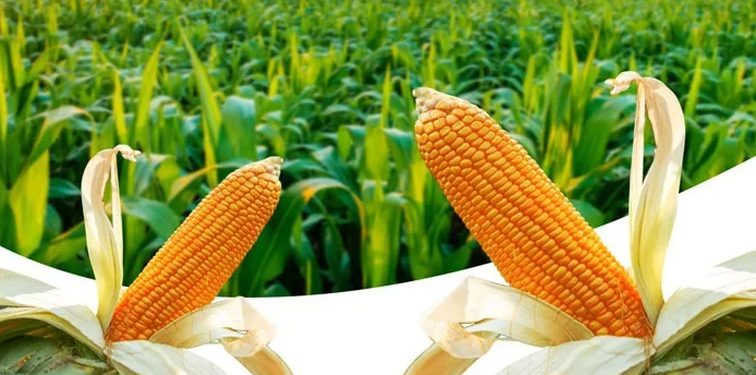 Produksi Jagung Pipil Skala Kecil