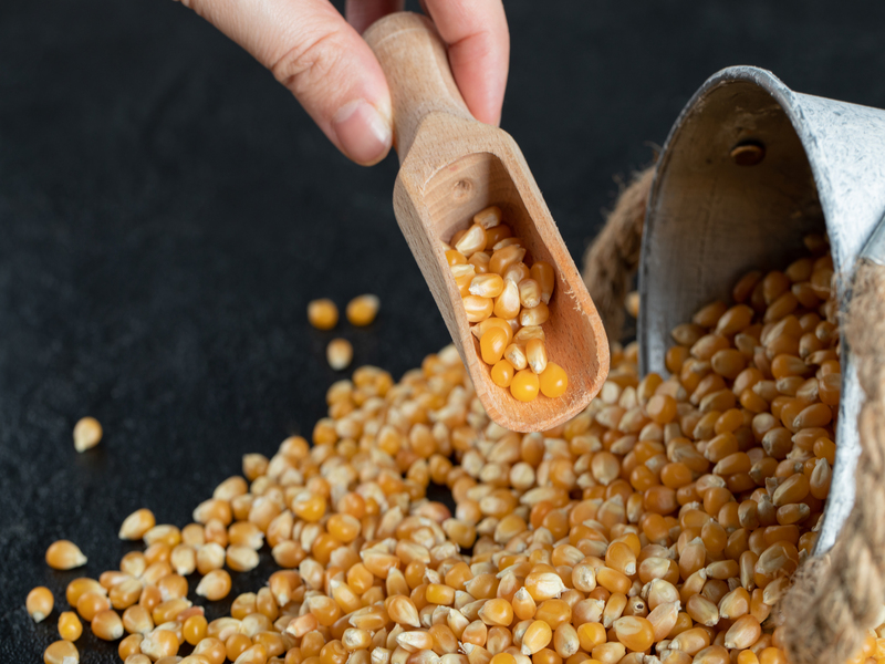 produksi jagung pipil kering
