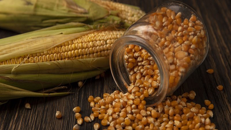 produksi jagung pipil kering