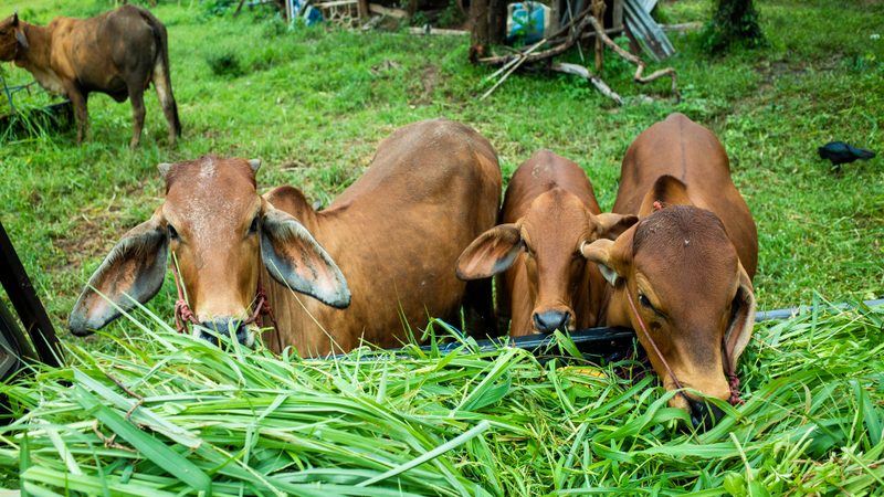 tips membuat pakan ternak