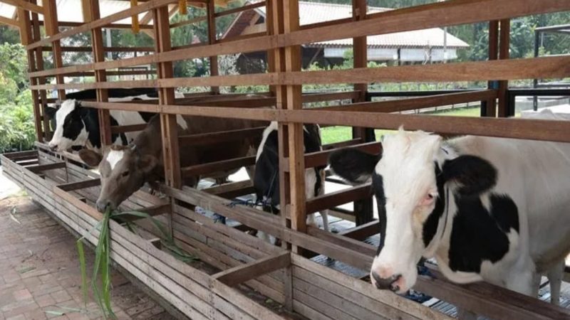 rancangan usaha ternak sapi modern