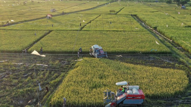 combine harvester untuk pertanian modern