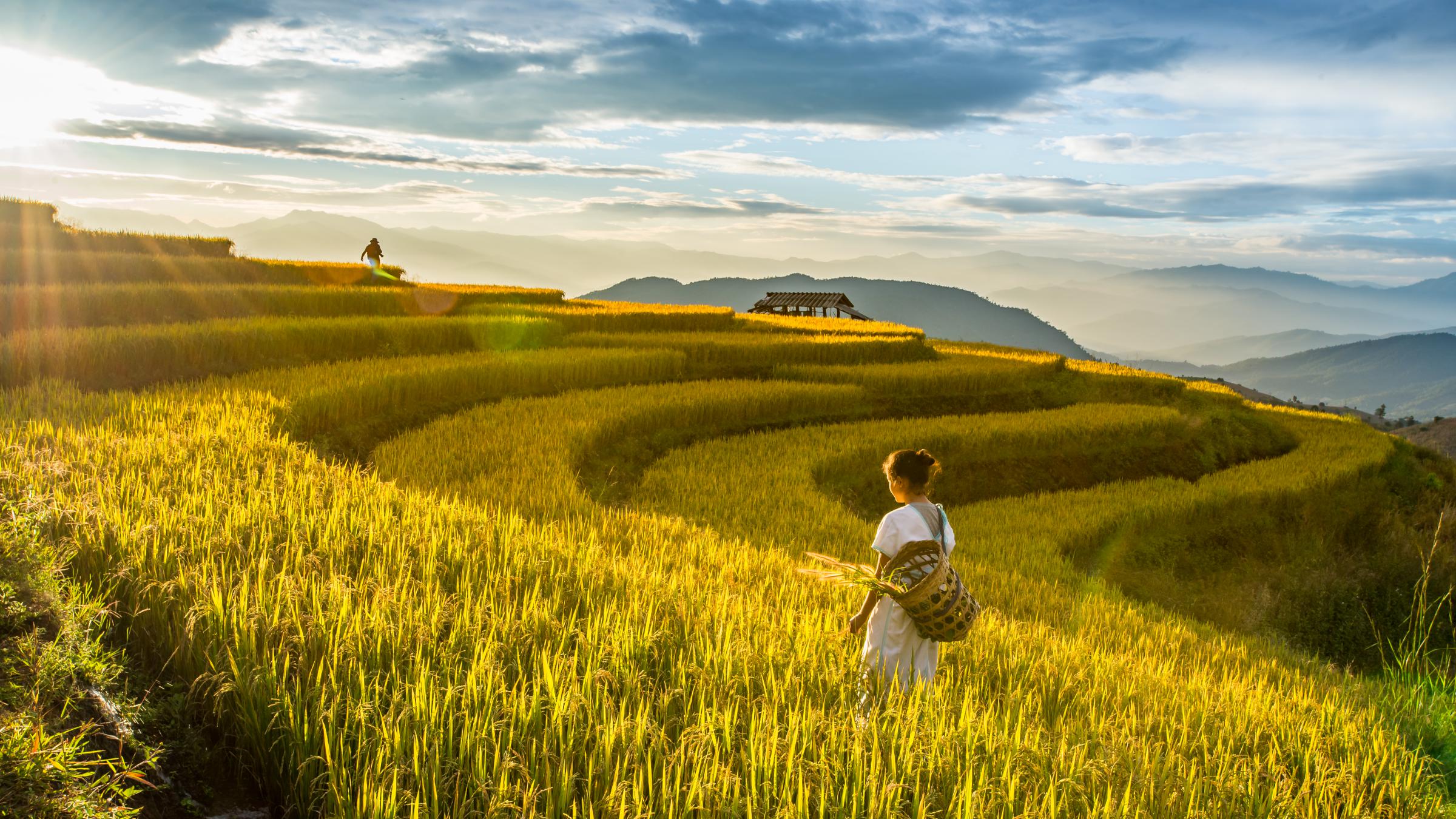 combine harvester untuk pertanian modern