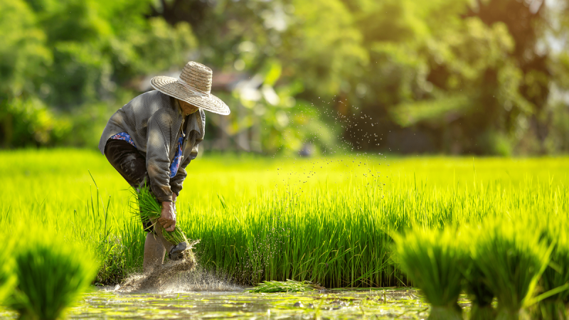 alat pemanen padi jagung