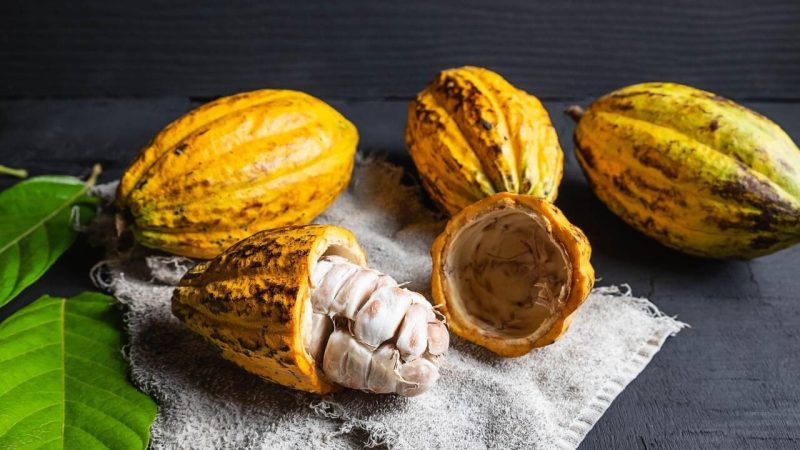 Cara cepat pecah buah kakao