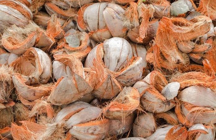 Sabut kelapa untuk penguatan tanggul alami
