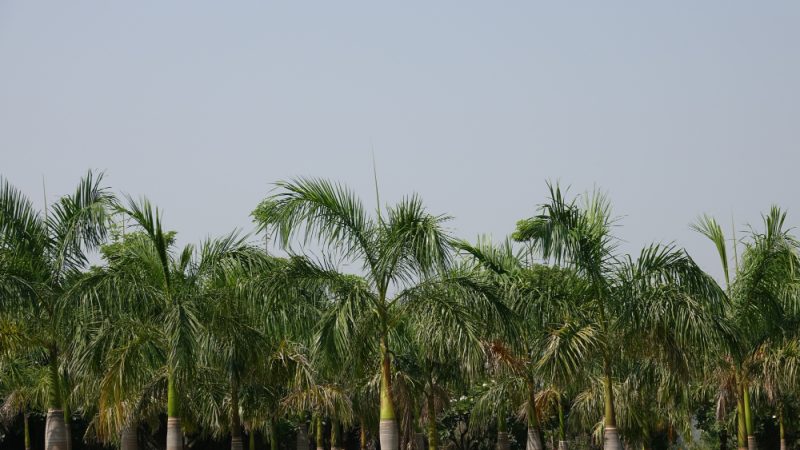 belah buah pinang lebih mudah