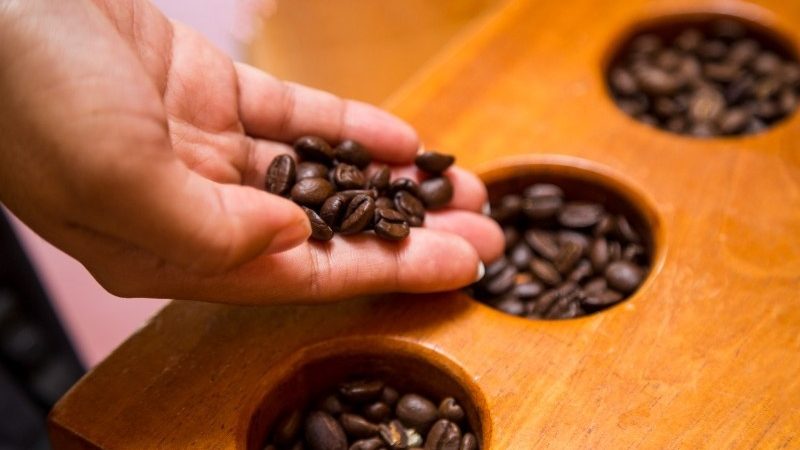 keunggulan biji kopi hasil sortasi mesin
