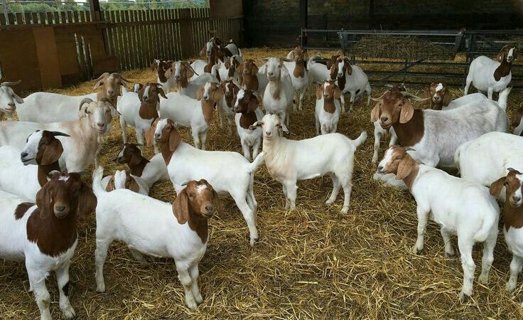 pelatihan penggemukan kambing