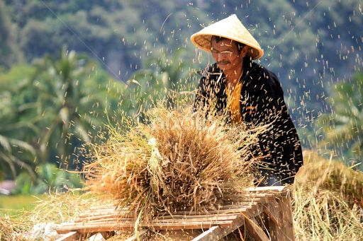 cara kerja mesin panen padi