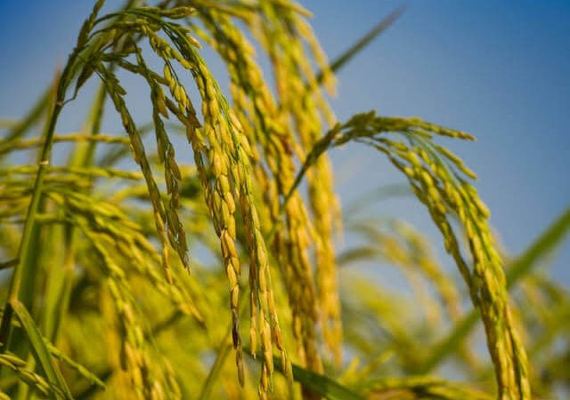 Mesin Pemotong Padi untuk Petani