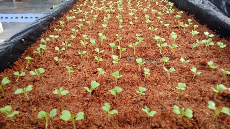 Cara Membuat Serbuk Kayu untuk Media Tanam