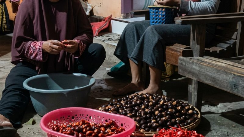 memisahkan buah pala