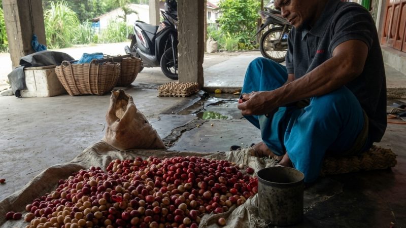 mengupas buah pala