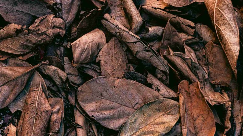 cara mengenali daun tembakau siap panen